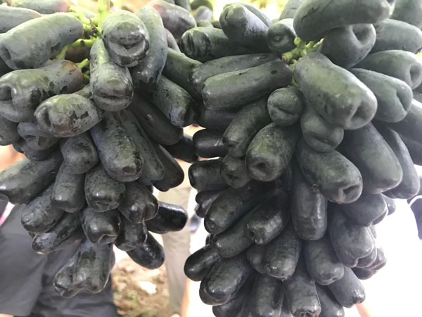 甜蜜藍寶石葡萄苗